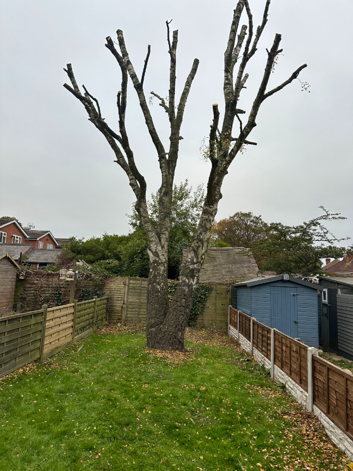 What Factors Determine The Cost Of Tree Removal